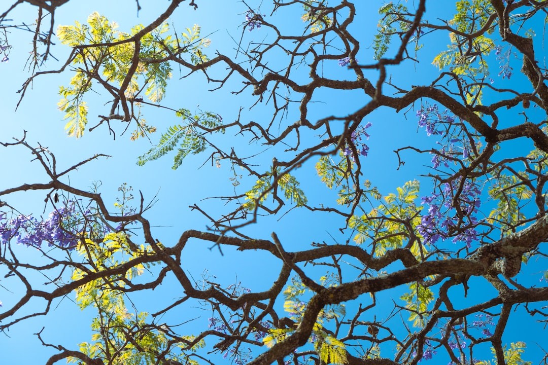 the branches of a tree with purple flowers against a blue sky